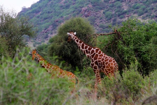 Samburu National Reserve
