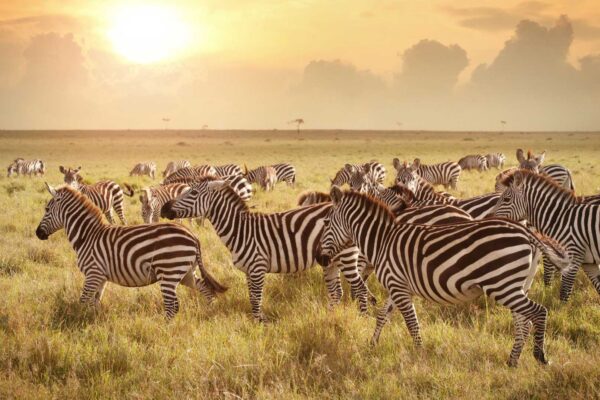 11-Day Ultimate Tanzania and Rwanda Safari