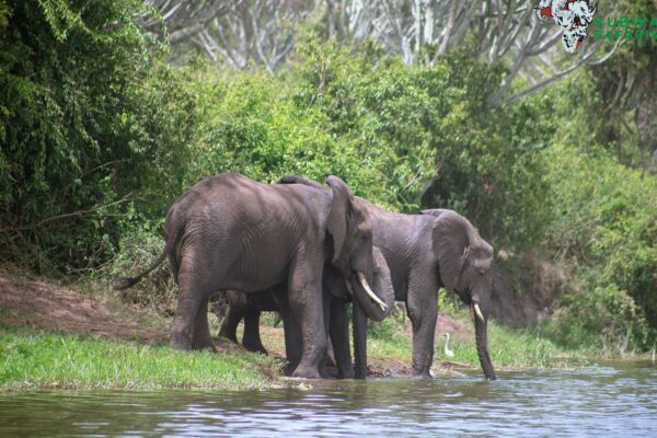 10-Day Mid-Range Best of Kenya Safari