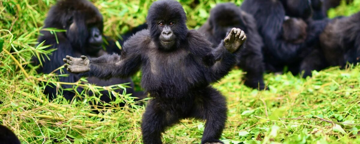 Bwindi Impenetrable National Park