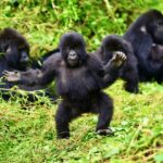 Bwindi Impenetrable National Park