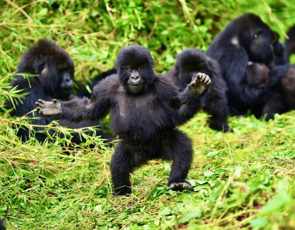 Bwindi Impenetrable National Park