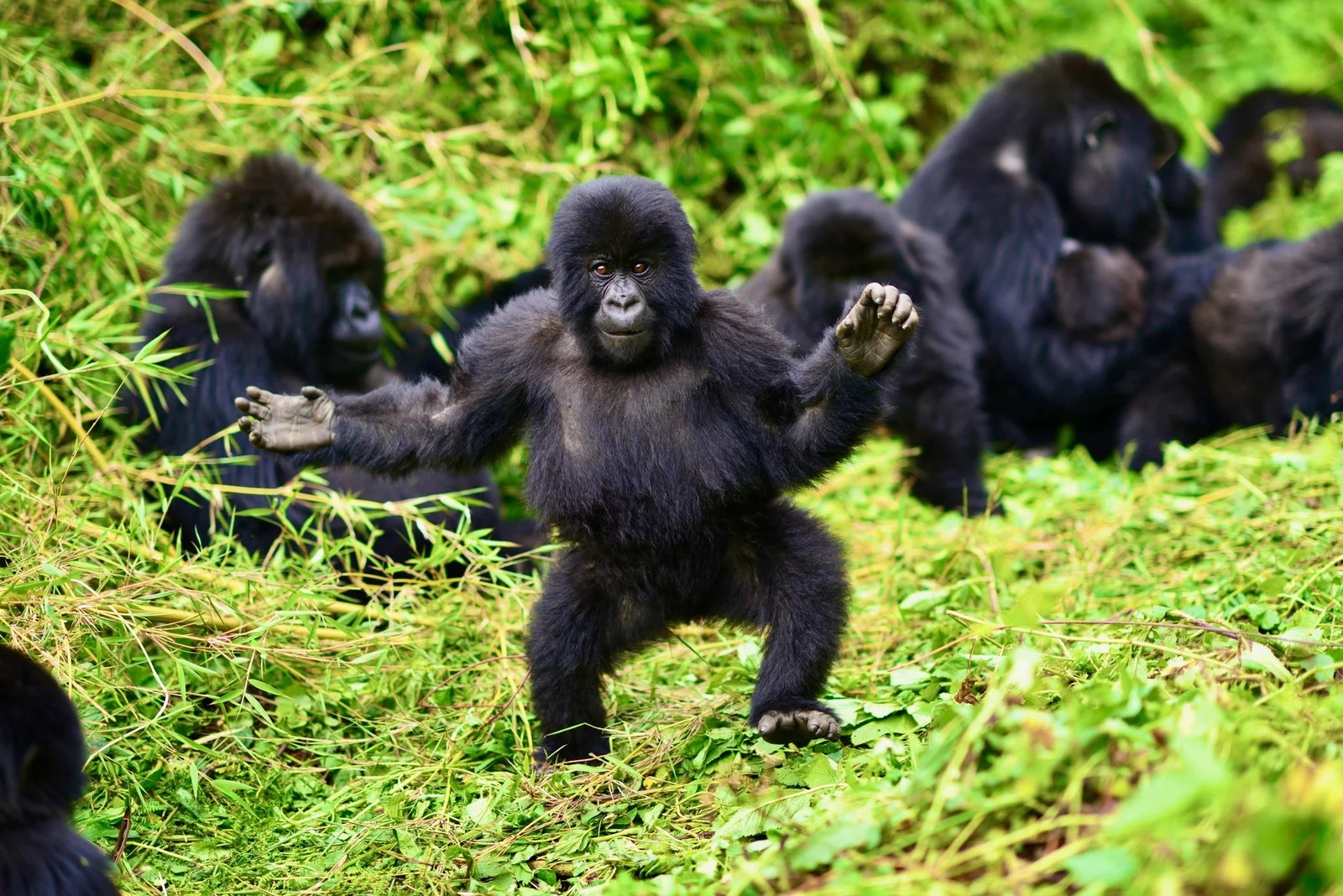 Bwindi Impenetrable National Park