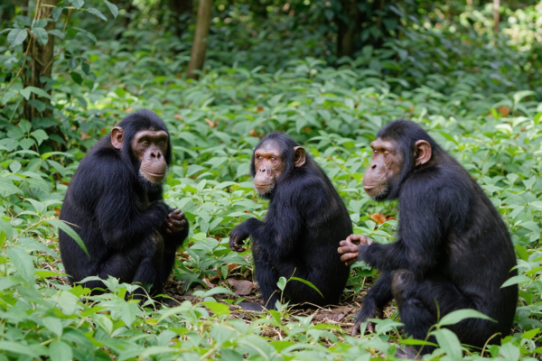 6 Days Rwanda Primates Safari