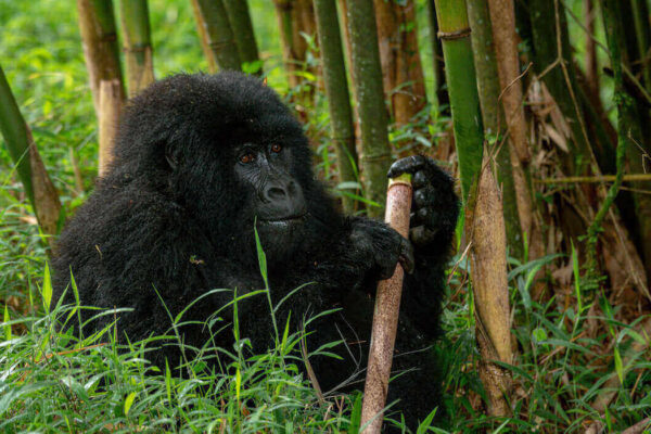 mgahinga national mgahinga national