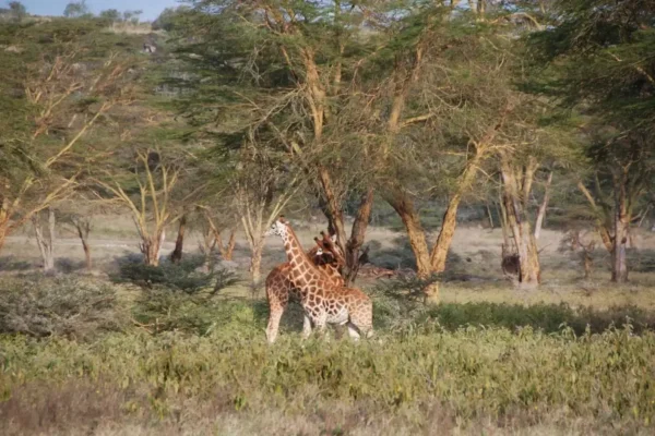5-Day Kenya Wildlife Safari Holiday 5-Day Kenya Wildlife Safari Holiday