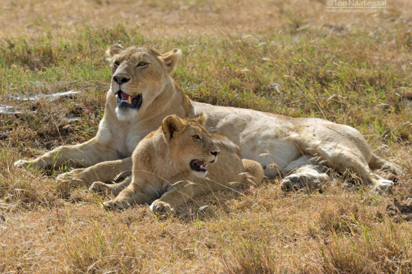 6-Day Roaring Kenya Mid-Range Safari. 6-Day Roaring Kenya Mid-Range Safari