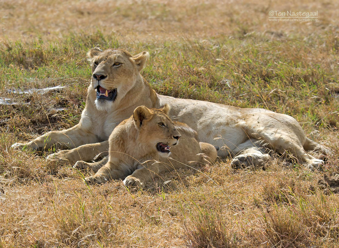 6-Day Roaring Kenya Mid-Range Safari