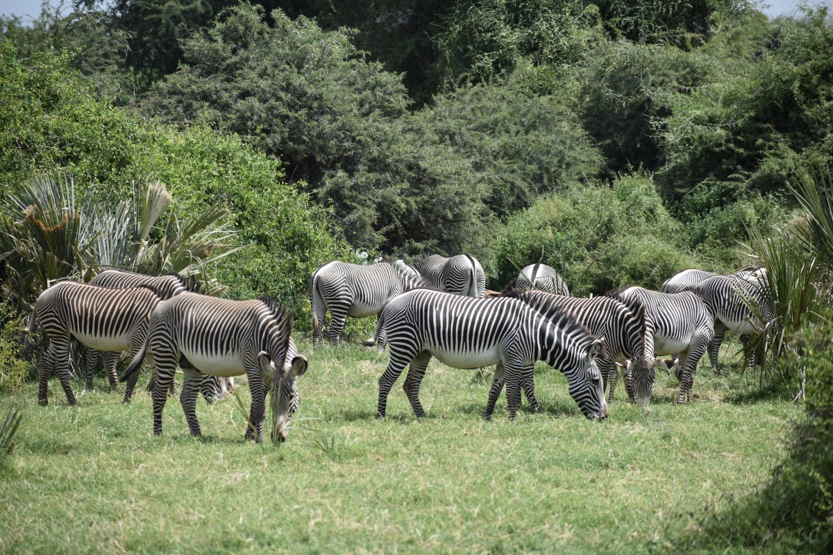 8-Day Kenya Wildlife Safari Holiday