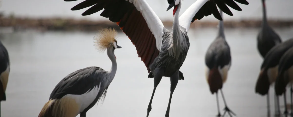 Bird Species in Murchison Falls