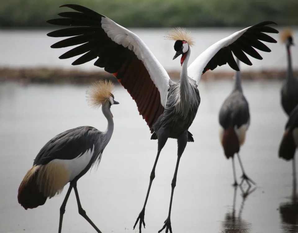 Bird Species in Murchison Falls