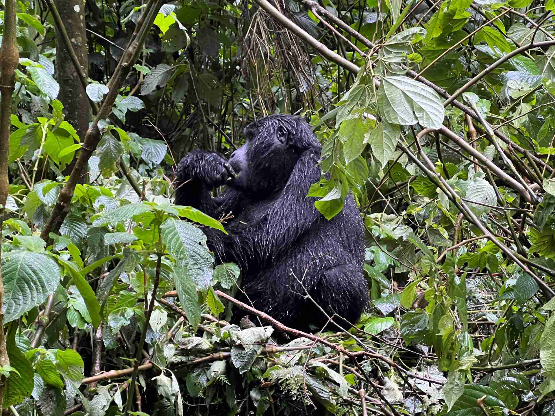 3 Day Bwindi Gorilla Habituation Experience from Entebbe