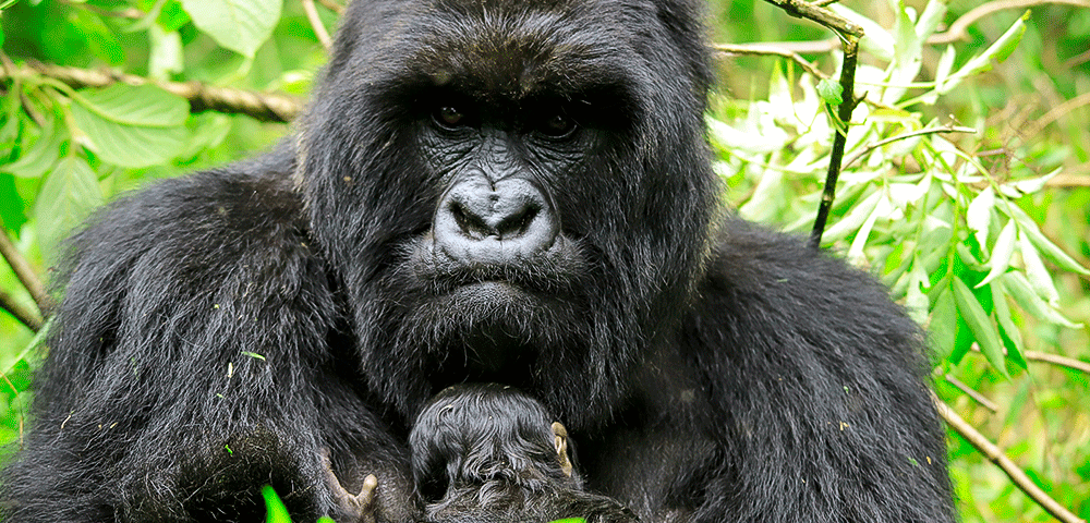 15 Days Ultimate Uganda Safari: Gorilla Trekking, Big Five Wildlife & Primates