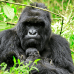 15 Days Ultimate Uganda Safari: Gorilla Trekking, Big Five Wildlife & Primates