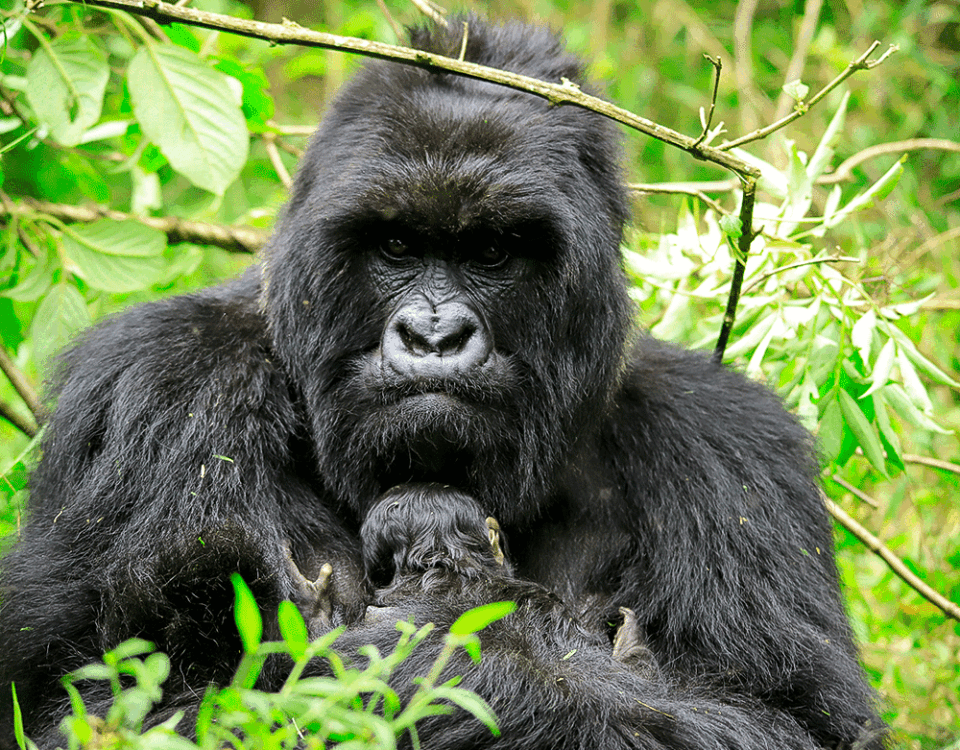 15 Days Ultimate Uganda Safari: Gorilla Trekking, Big Five Wildlife & Primates
