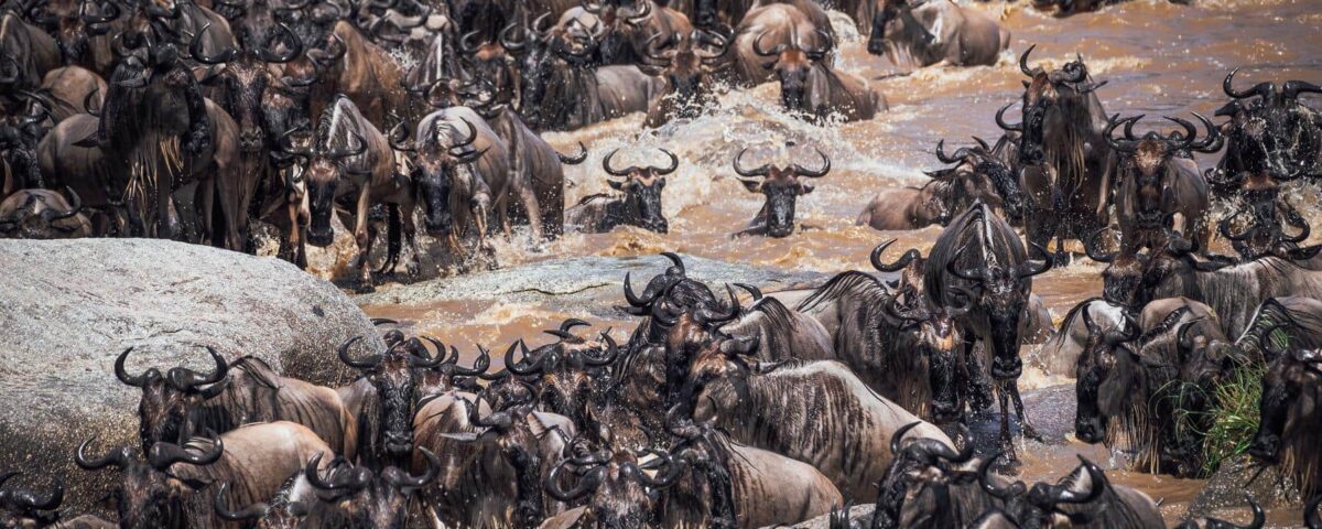 What is the Great Migration For a Kenya and Tanzania Safaris