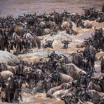 What is the Great Migration For a Kenya and Tanzania Safaris