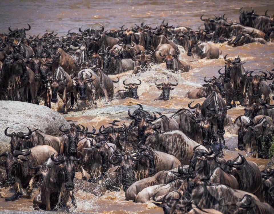 What is the Great Migration For a Kenya and Tanzania Safaris
