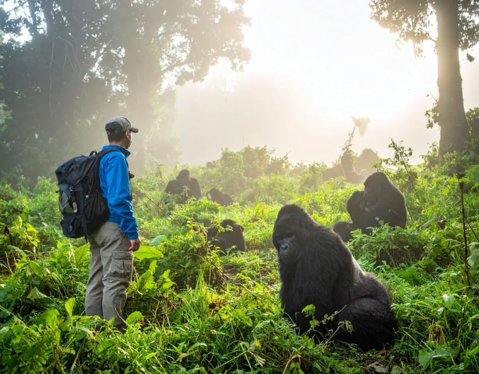 5 Days Rwanda Gorilla Trekking & Primate Safari